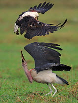 Marabou stork (Leptoptilos crumeniferus) and African fish eagle (Haliaeetus vocifer) fighting, Chobe River, Botswana, Novemnber.