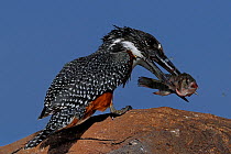 Giant kingfisher (Megaceryle maxima) on rock with fish in beak, Chobe River, Botswana.