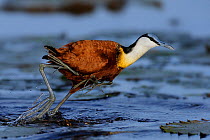 Male African jacana (Actophilornis africana) running with chick legs hanging out from under wing, Chobe River, Botswana.