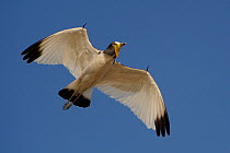 White crowned lapwing (Vanellus albiceps) in flight with spurs visible, Chobe River, Botswana.