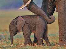 African elephant (Loxodonta africana) cow reassuring young calf with trunk, Chobe River, Botswana, October, Vulnerable species.