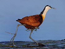 Male African jacana (Actophilornis africanus) walking carrying chicks under wing, Chobe River, Botswana.