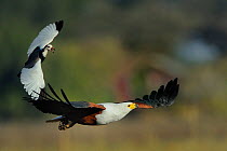 Long-toed Lapwing (Vanellus crassirostris) mobbing African fish eagle (Haliaeetus vocifer) Chobe River, Botswana.