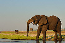 Bull African elephants (Loxodonta africana) spread out on the banks of the Chobe River, Botswana, October, Vulnerable species.