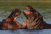 Female Hippopotamus (Hippopotamus amphibius) interacting with calf, Chobe River, Botswana, Vulnerable species.