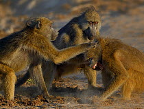Adult Chacma baboons (Papio ursinus) disciplining juvenile by pulling fur, Chobe River, Botswana, April.