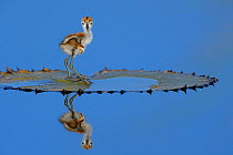 African jacana (Actophilornis africana) chick, one day, standing on leaf, Chobe River, Botswana, April.
