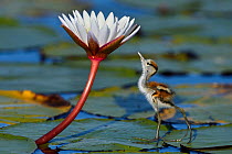 Juvenile African jacana (Actophilornis africana) looking at insect on flower, Chobe River, Botswana, April.