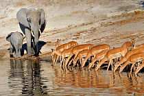 Impala (Aepyceros melampus) herd drinking near African elephant (Loxodonta africana) cow and calf, Chobe River, Botswana, May, Vulnerable species.
