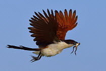 Coppery-tailed coucal (Centropus cupreicaudus) in flight with frog prey, Chobe River, Botswana.