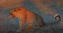 Female Leopard (Panthera pardus) snarling, Chobe River, Botswana, April.