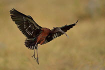 Glossy ibis (Plegadis falcinellus) in flight, Chobe River, Botswana, April.