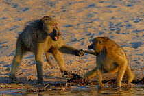 Male Chacma baboon (Papio ursinus) pulling female's tail, Chobe River, Botswana, April.