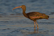 Glossy ibis (Plegadis falcinellus) standing in shallow water, Chobe River, Botswana, October.