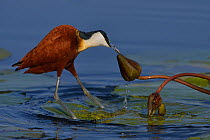 Female African jacana (Actophilornis africana) pulling water lily flower bud, Chobe River, Botswana, September.