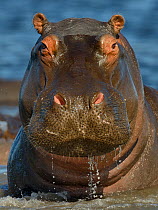Hippopotamus (Hippopotamus amphibius) portrait, Chobe River, Botswana, March, Vulnerable species.