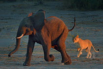 Lioness (Panthera leo) chasing young African elephant (Loxodonta africana) bull, Chobe River, Botswana, May, Vulnerable species.