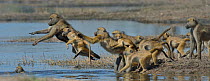 Chacma baboon (Papio ursinus) troop crossing Chobe River, Botswana, May.