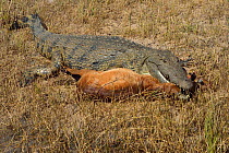Nile crocodile (Crocodylus niloticus) with mouth clasped round young Impala (Aepyceros melampus) ram for more than 2 hours after taking it, Chobe River, Botswana, May.