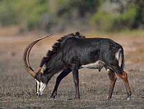 Solitary Sable antelope (Hippotragus niger) bull grazing, Chobe River, Botswana, May.