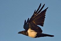 Pied crow (Corvus Albus) in flight, Chobe River, Botswana, April.