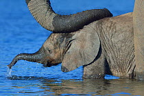 African elephant (Loxodonta africana) calf in water with mother's reassuring trunk resting on head, Chobe River, Botswana, April, Vulnerable species.