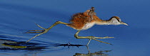 African jacana (Actophilornis africana) chick running across water surface between water lily pads, Chobe River, Botswana, May.