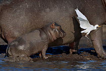 Baby Hippopotamus (Hippopotamus amphibius) spooked by Little egret (Egretta garzetta) in flight, Chobe River, Botswana, May, Vulnerable species.