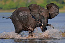 Young African elephant (Loxodonta africana) crossing channel in the Chobe River, Botswana, March, Vulnerable species.