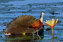 Male African jacana (Actophilornis africana) and chick on Water lily pads, Chobe River, Botswana, March.