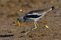 White-crowned wattled lapwing / plover (Vanellus albiceps) catching butterfly, Chobe River, Botswana, March.