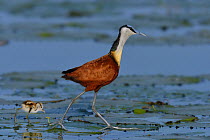 Male African jacana (Actophilornis africana) with chick on water lily pads, Chobe River, Botswana, March.