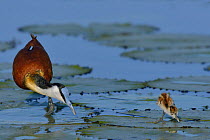 Male African jacana (Actophilornis africana) with chick on water lily pads, Chobe River, Botswana, March.