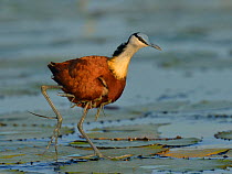 Male African jacana (Actophilornis africana) carrying chicks under wing, Chobe River, Botswana, March.