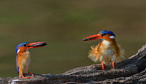 Malachite kingfisher (Alcedo cristata) pair perched, both with fish, Chobe River, Botswana, August.