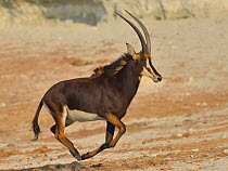 Sable antelope (Hippotragus niger) running, Chobe River, Botswana, August.