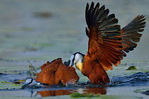 Female African jacana (Actophilornis africana) attacking male, Chobe River, Botswana, October.