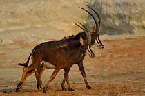 Two Sable antelope (Hippotragus niger) male and female walking, Chobe River, Botswana, October.