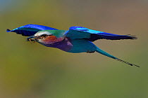 Lilac breasted roller (Coracias caudatus) in flight with insect in beak, Chobe River, Botswana, June.