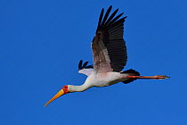 Yellow-billed stork (Mycteria ibis) in flight, Chobe River, Botswana, June.