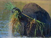 African elephants (Loxodonta africana) bull feeding in deep flood waters, Chobe River, Botswana, April, Vulnerable species.