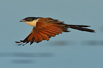 Coppery-tailed coucal (Centropus cupreicaudus) in flight low over water, Chobe River, Botswana, April.