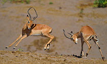 Two young Impala (Aepyceros melampus) rams play fighting, Chobe River, Botswana, April.