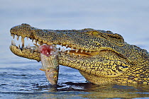 Nile crocodile (Crocodylus niloticus) feeding on Tiger fish, Chobe River, Botswana, November.