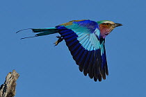 Lilac breasted roller (Coracias caudatus) taking off from perch, Chobe River, Botswana, November.