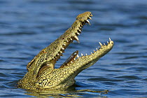 Nile crocodile (Crocodylus niloticus) swallowing prey, Chobe River, Botswana, November.