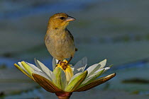 Southern brown-throated weaver (Ploceus xanthopterus) on Water lily flower, Chobe River, Botswana, November.