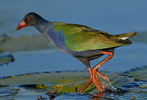 Allen's gallinule (Porphyrio alleni) walking over water lily pads, Chobe River, Botswana, May.