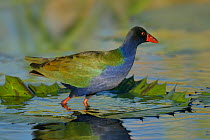 Allen's gallinule (Porphyrio alleni) standing on water lily leaf, Chobe River, Botswana, May.