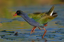 Allen's gallinule (Porphyrio alleni) on water lily pads, Chobe River, Botswana, May.